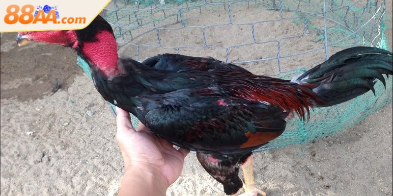 Cách chăm sóc gà đá đúng chuẩn giúp sung mãn, bền sức 2 Cách chăm sóc gà đá đảm bảo chiến kê phát triển mạnh mẽ, hiệu quả thi đấu