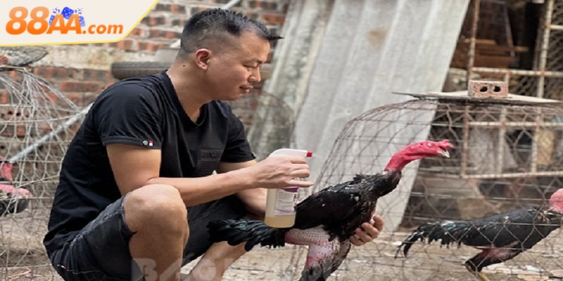 Cách chăm sóc gà đá đúng chuẩn giúp sung mãn, bền sức 3 Áp dụng cách chăm sóc trước và sau thi đấu để chiến kê đạt phong độ đỉnh cao