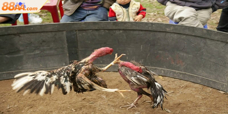 Đá gà nòi - Trải nghiệm những trận chọi kê đầy máu lửa 4 Trọng tài sẽ phân định kết quả thắng thua dựa trên các yếu tố khác nhau